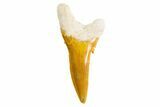 Bone Valley Shark Tooth (Hemipristis) - Lower Tooth #299466-1